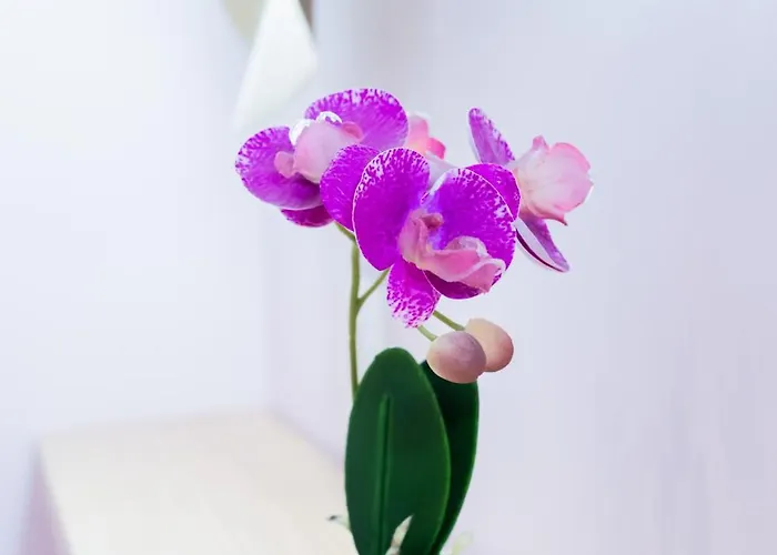 アパート Capitole La Voute Rose