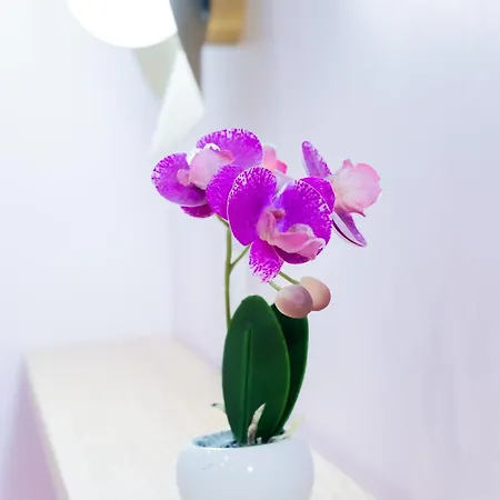 Apartment Capitole La Voute Rose